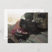 Lächelnder deutscher Schäferhund Militärhund Postkarte (Vorne/Hinten)