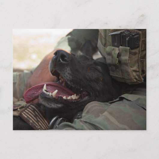 Lächelnder deutscher Schäferhund Militärhund Postkarte (Vorderseite)
