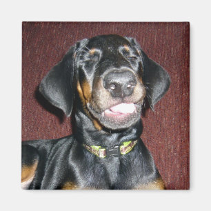 Lächelnder Dobermannpinscher-Welpen-Magnet Magnet
