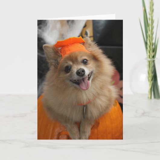 Lächelnder Foxy Spitz-Welpe im Kürbis Halloween Karte (Vorderseite)