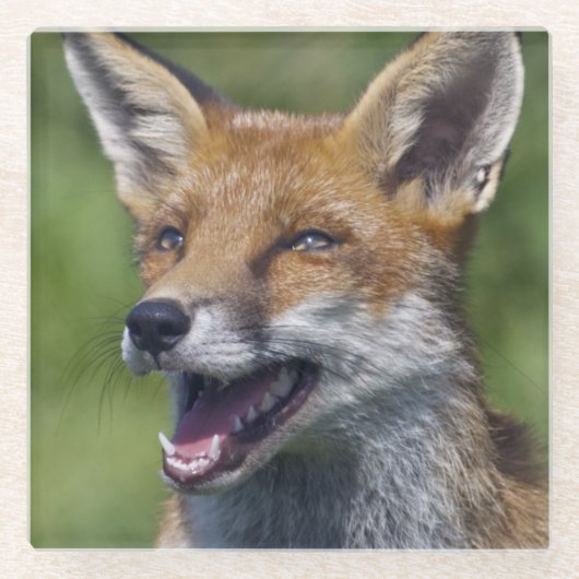 Lächelnder Fuchs Glasuntersetzer (Vorderseite)