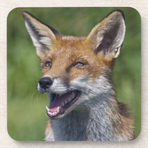 Lächelnder Fuchs Set von 6 Untersetzern Untersetzer