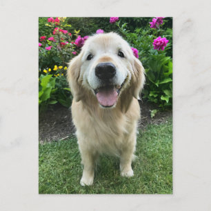 Lächelnder Golden Retriever mit Blumen Danke Postkarte