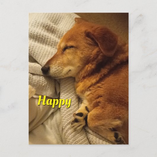 Lächelnder Hund Postkarte (Vorderseite)