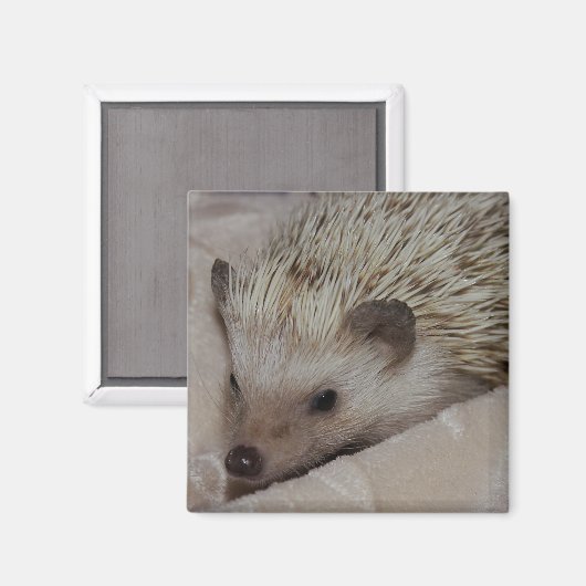 Lächelnder Igel Magnet (Vorderseite/Rückseite)