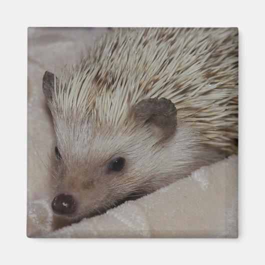 Lächelnder Igel Magnet (Vorne)