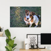 Lächelnder Jack Russell Terrier Poster (Heimbüro)