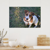Lächelnder Jack Russell Terrier Poster (Küche)