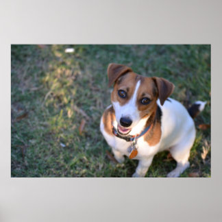 Lächelnder Jack Russell Terrier Poster