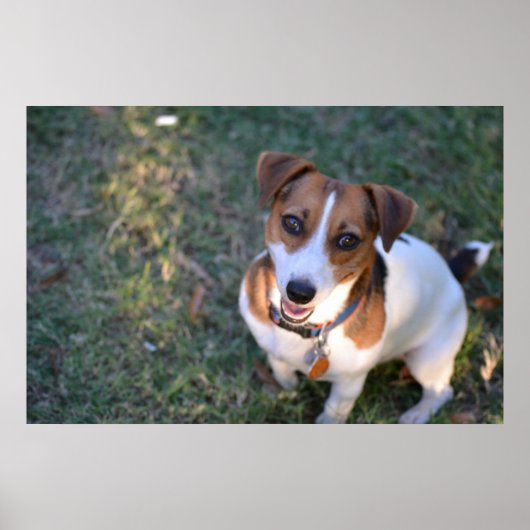Lächelnder Jack Russell Terrier Poster (Vorne)