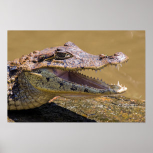 Lächelnder Krokodil in Tortuguero - Costa Rica Poster