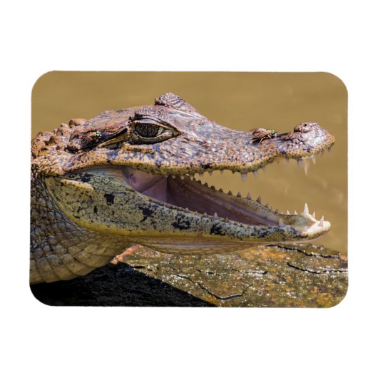 Lächelnder Krokodil Magnet (Horizontal)