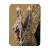 Lächelnder Krokodil Magnet (Vertikal)