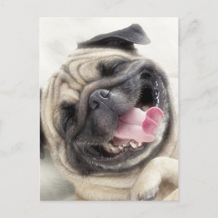 Lächelnder Mops.Funny Mops Postkarte Zazzle.de