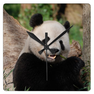 Lächelnder Panda-Bär Quadratische Wanduhr