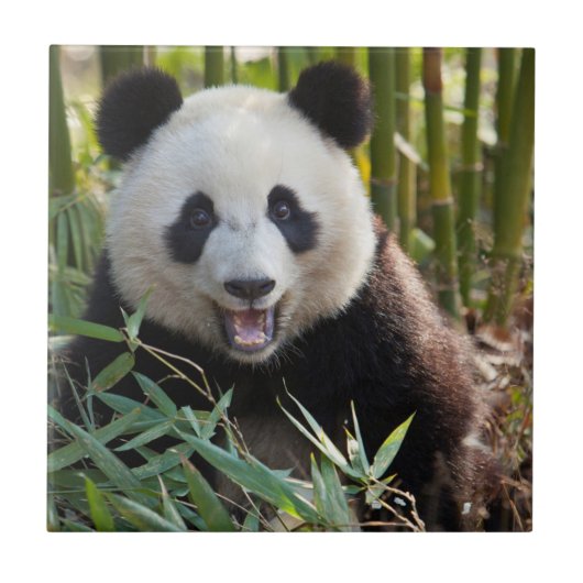 Lächelnder Panda-Porträt Fliese (Vorderseite)