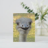 Lächelnder Strauß Postkarte 2 (Stehend Vorderseite)