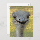 Lächelnder Strauß Postkarte 2 (Vorne/Hinten)