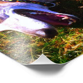 Lächelnder Windhund liegt in der Sonne Fotodruck (Ecke)