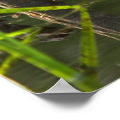 Lächelndes Biber Poster (Ecke)