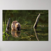 Lächelndes Biber Poster (Vorne)
