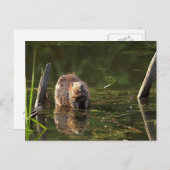 Lächelndes Biber Postkarte (Vorne/Hinten)