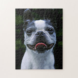 Lächelndes Boston Terrier Puzzle