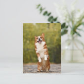 Lächelndes Corgi Foto Postkarte (Stehend Vorderseite)