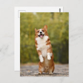 Lächelndes Corgi Foto Postkarte (Vorne/Hinten)