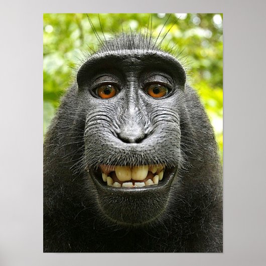Lächelndes Crested Macaque Poster (Vorne)
