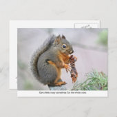 Lächelndes Eichhörnchen, das Kiefernkone isst Postkarte (Vorne/Hinten)