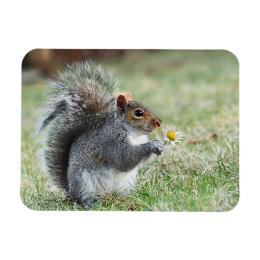 Lächelndes Eichhörnchen mit Daisy Magnet (Horizontal)