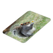 Lächelndes Eichhörnchen mit Daisy Magnet (Linke Seite)