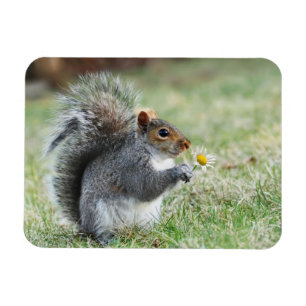 Lächelndes Eichhörnchen mit Gänseblümchen Magnet