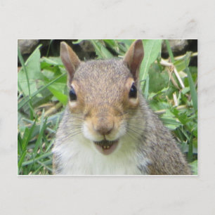 Lächelndes Eichhörnchen Postkarte