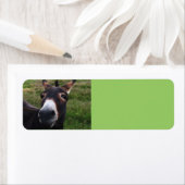 Lächelndes Eseletikett (Insitu)