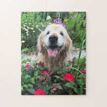 Lächelndes Golden Retriever Hund unter Roten Blume