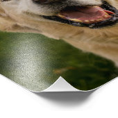 Lächelndes Golden Retriever Portrait Fotodruck (Ecke)