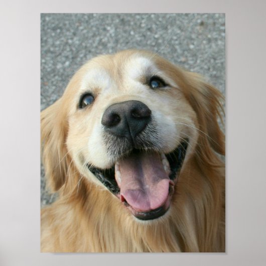 Lächelndes Golden Retriever Poster (Vorne)