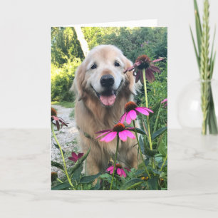 Lächelndes goldenes Retriever unter rosa Blume bla Karte