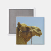 Lächelndes Kamel im Profil Magnet (Vorderseite/Rückseite)