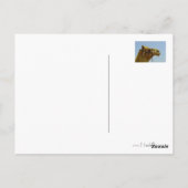 Lächelndes Kamel im Profil Postkarte (Rückseite)