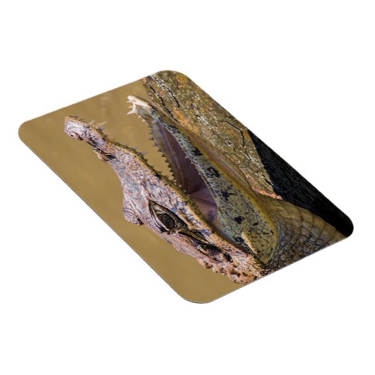 Lächelndes Krokodil Magnet (Rechte Seite)