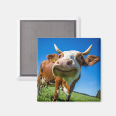 Lächelndes Kuhmagnet Magnet (Vorderseite/Rückseite)