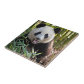Lächelndes Panda Portrait Fliese (Seite)