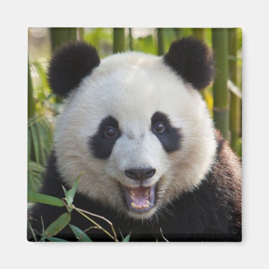 Lächelndes Panda Portrait Magnet (Vorne)