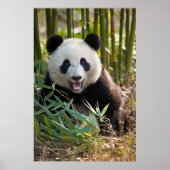 Lächelndes Panda Portrait Poster (Vorne)