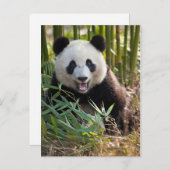 Lächelndes Panda Portrait Postkarte (Vorne/Hinten)