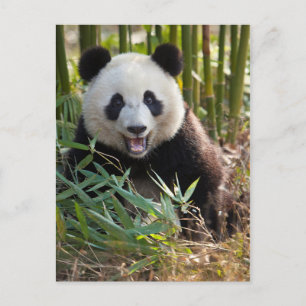 Lächelndes Panda Portrait Postkarte