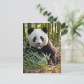 Lächelndes Panda Portrait Postkarte (Stehend Vorderseite)